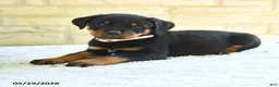 Rottweiler dogs for sale: Laurent - Ad 3