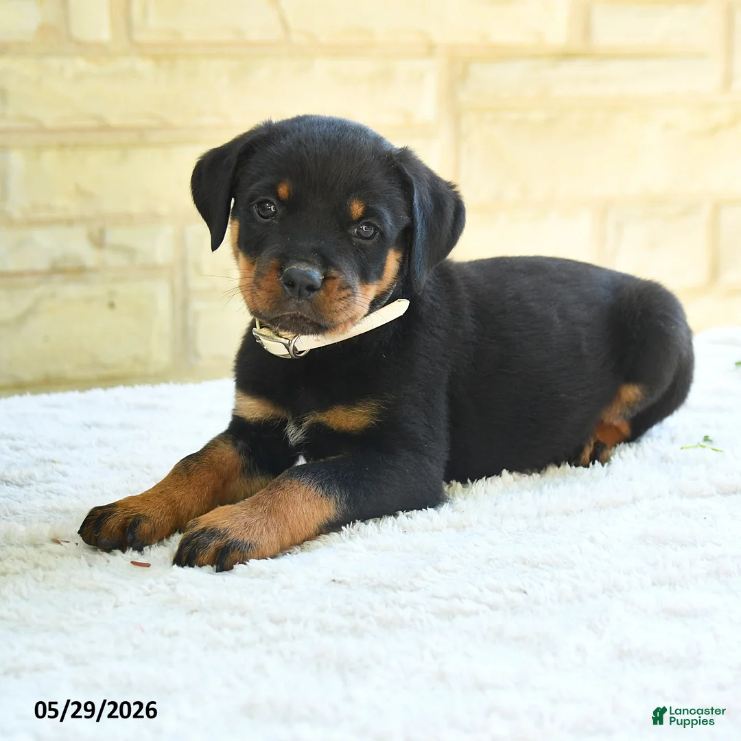 Rottweiler dogs for sale: Laurent - Ad 3