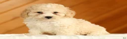 Toy Poodle dogs for sale: Dakota - Ad 3