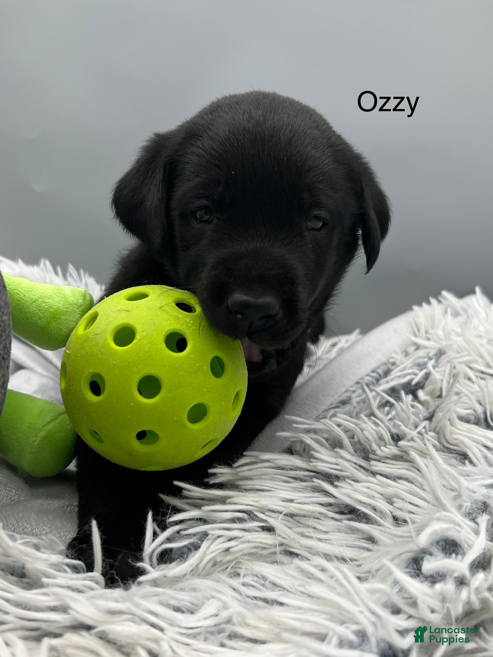 Labrador Retriever dogs Ozzy-Labrador Retriever Puppy  - Ad 1