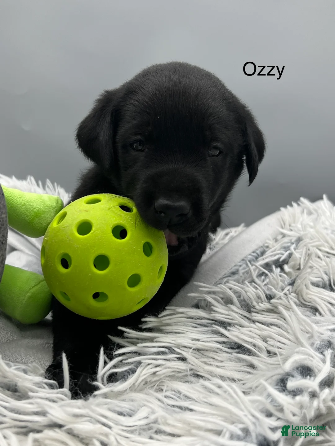 Labrador Retriever dogs for sale: Ozzy-Labrador Retriever Puppy  - Ad 1