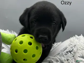 Labrador Retriever dogs for sale: Ozzy-Labrador Retriever Puppy - Ad 1