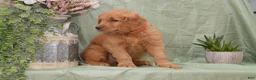 Goldendoodle dogs for sale: Bently - Ad 3