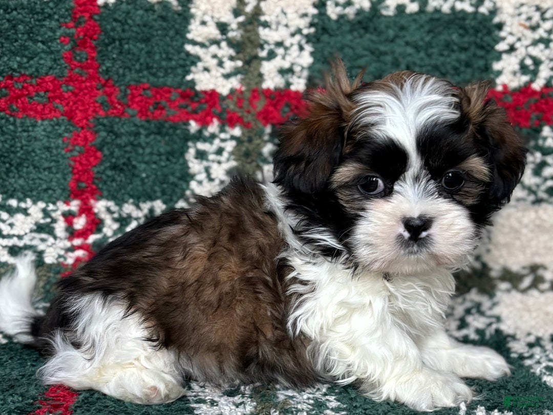 Shih Tzu dogs for sale: Prancer - Ad 3