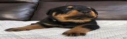 Rottweiler dogs for sale: Rottweiler Puppy 3 Green Male - Ad 4