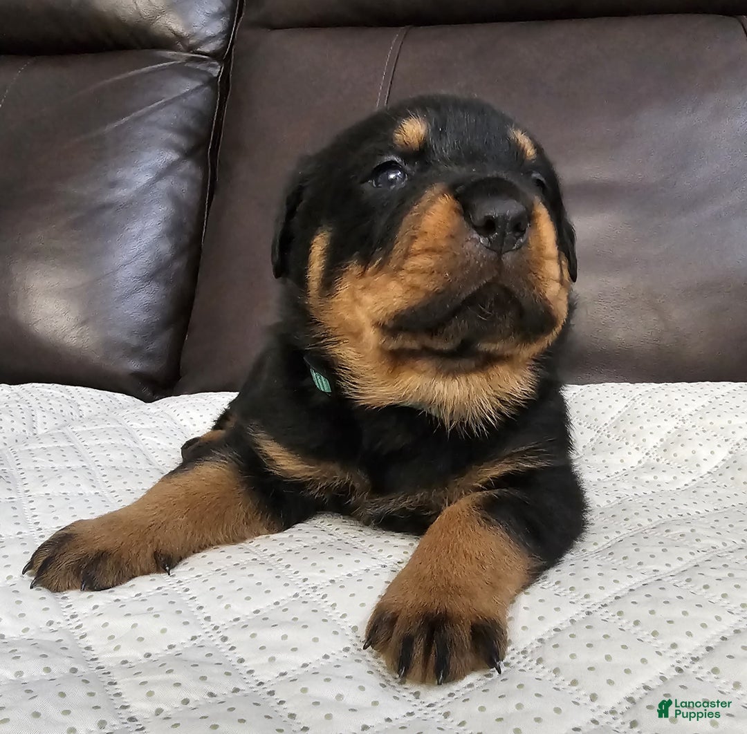 Rottweiler dogs for sale: Rottweiler Puppy 3 Green Male - Ad 4