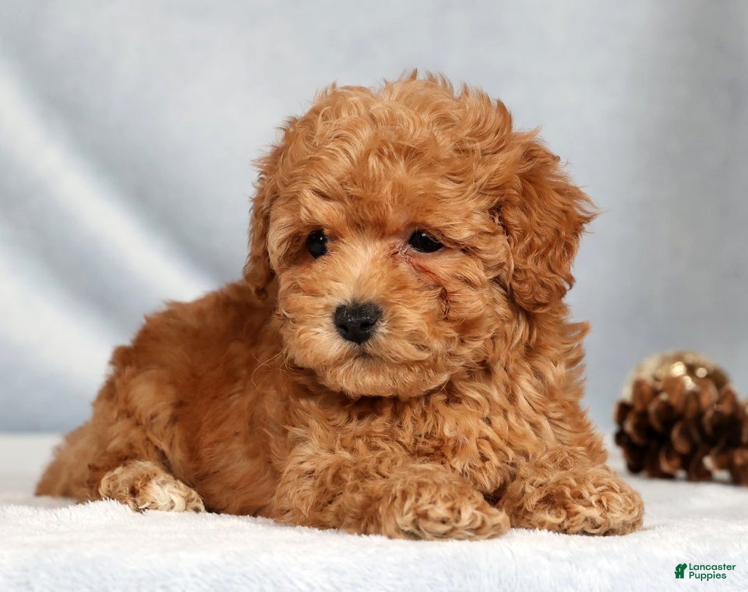 Bichpoo dogs for sale: Rhett - Ad 6