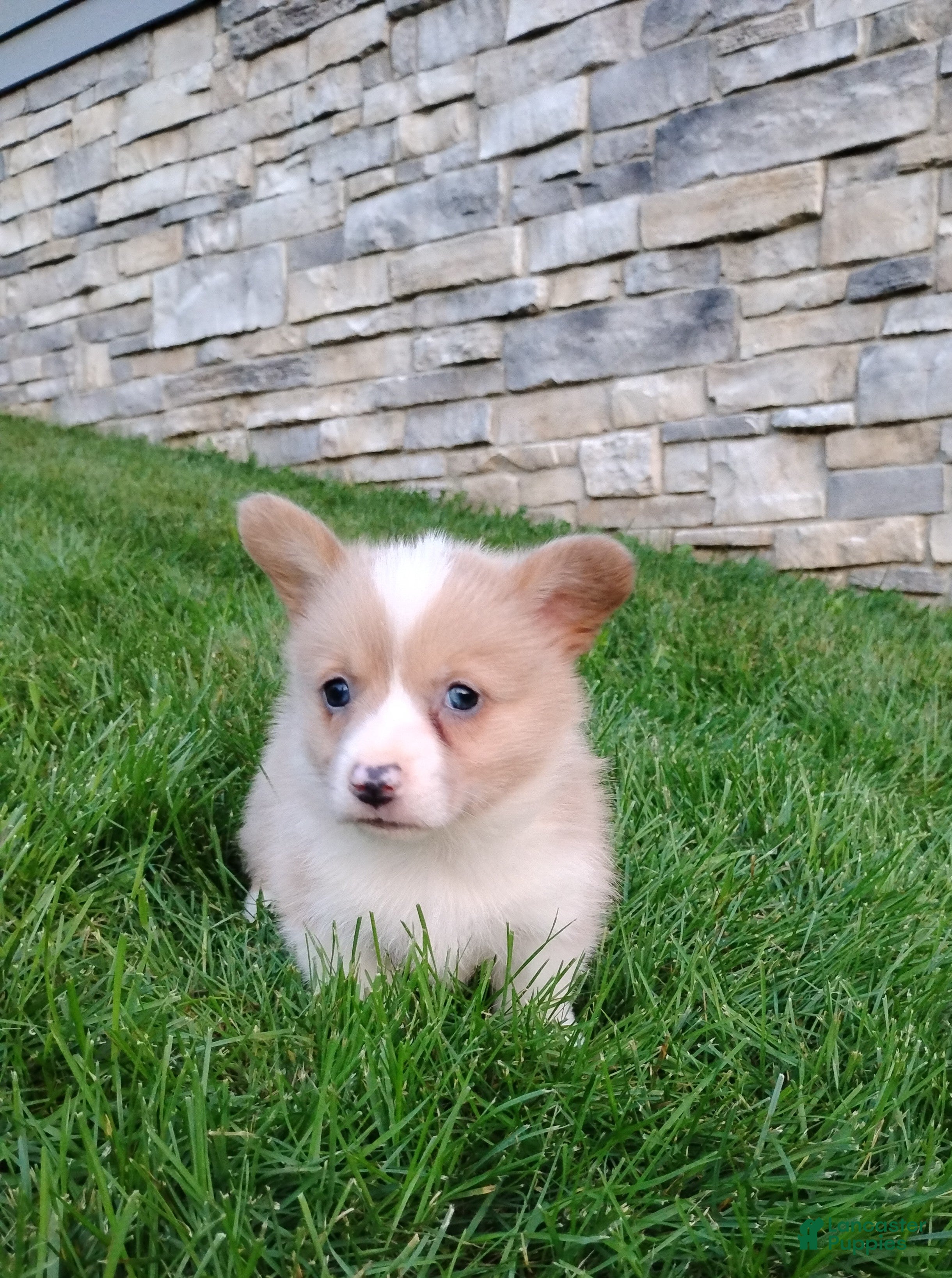 Welsh Corgi Pembroke dogs Welsh Corgi Pembroke 5 - Ad 1