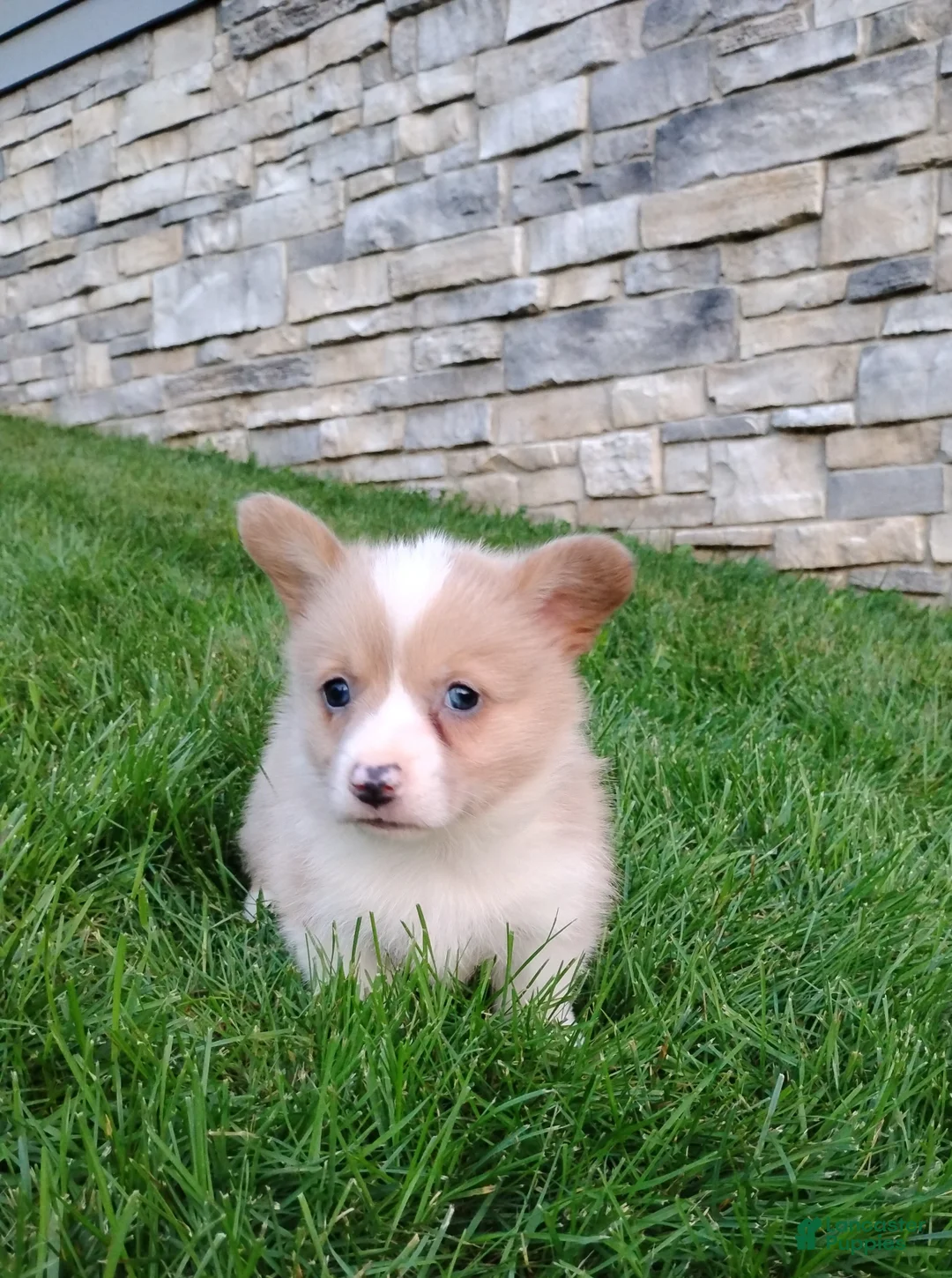 Welsh Corgi Pembroke dogs for sale: Welsh Corgi Pembroke 5 - Ad 1