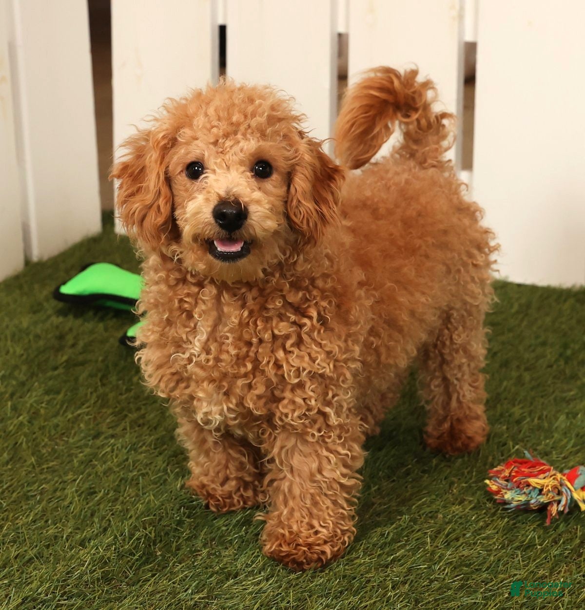 Bichpoo dogs Doogie - Ad 9