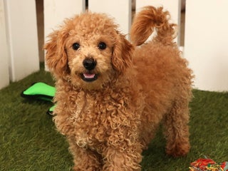 Bichpoo dogs Doogie - Ad 7