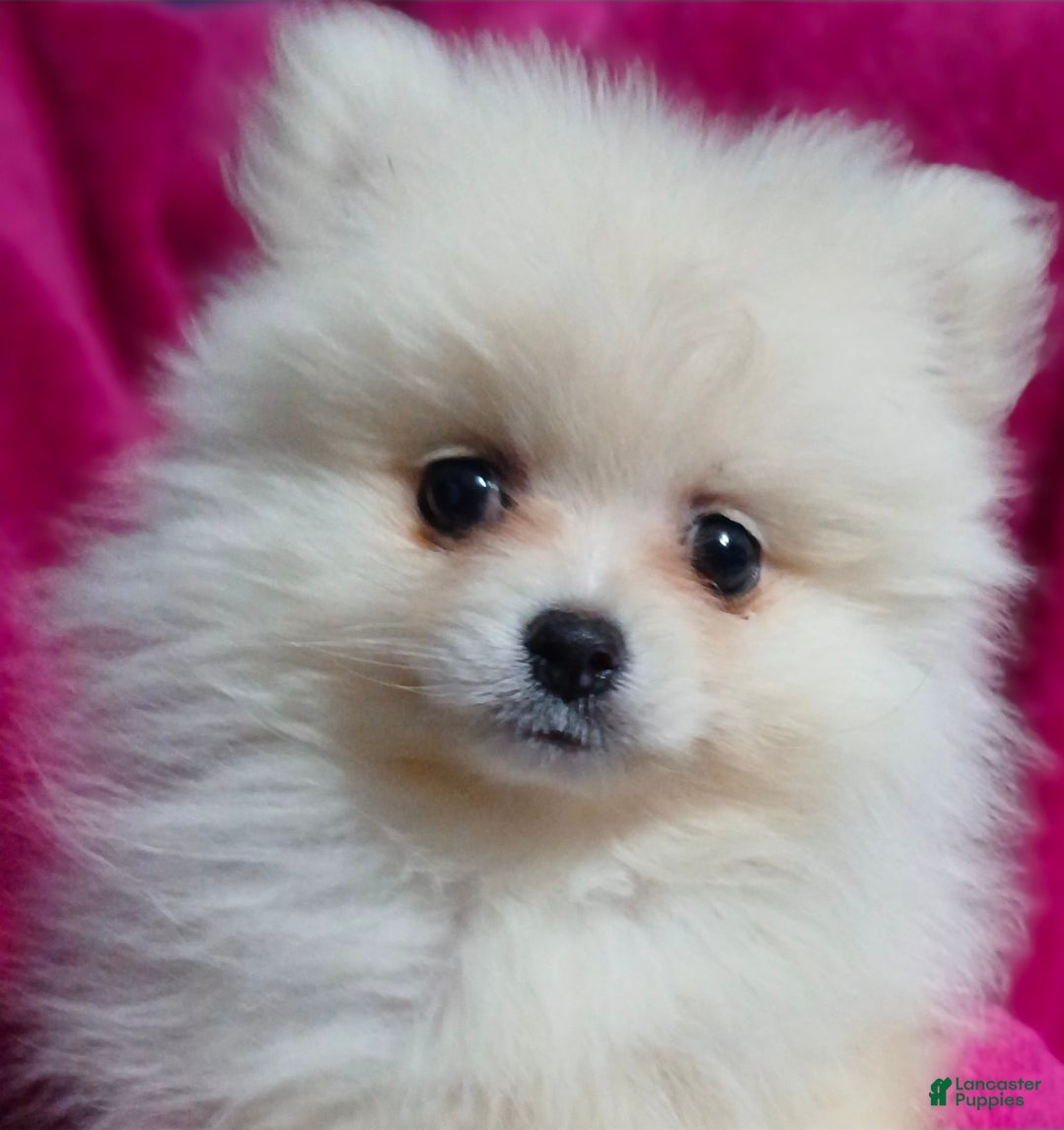 Pomeranian dogs AKC Grace - Ad 2