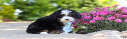 Mini Bernedoodle dogs for sale: Waylon - Ad 5