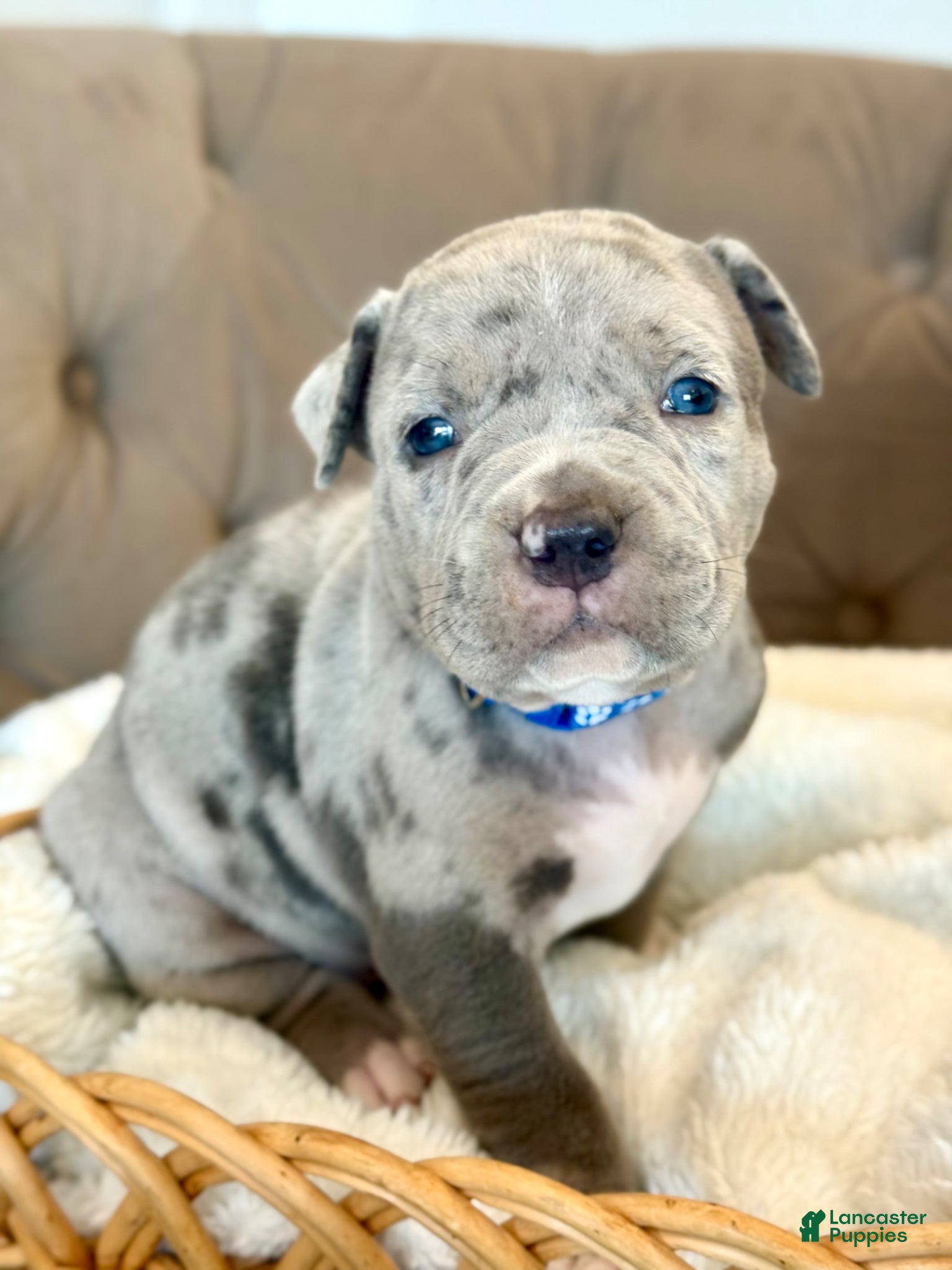 American Bully dogs Biggie - XL American Bully Puppy  - Ad 35