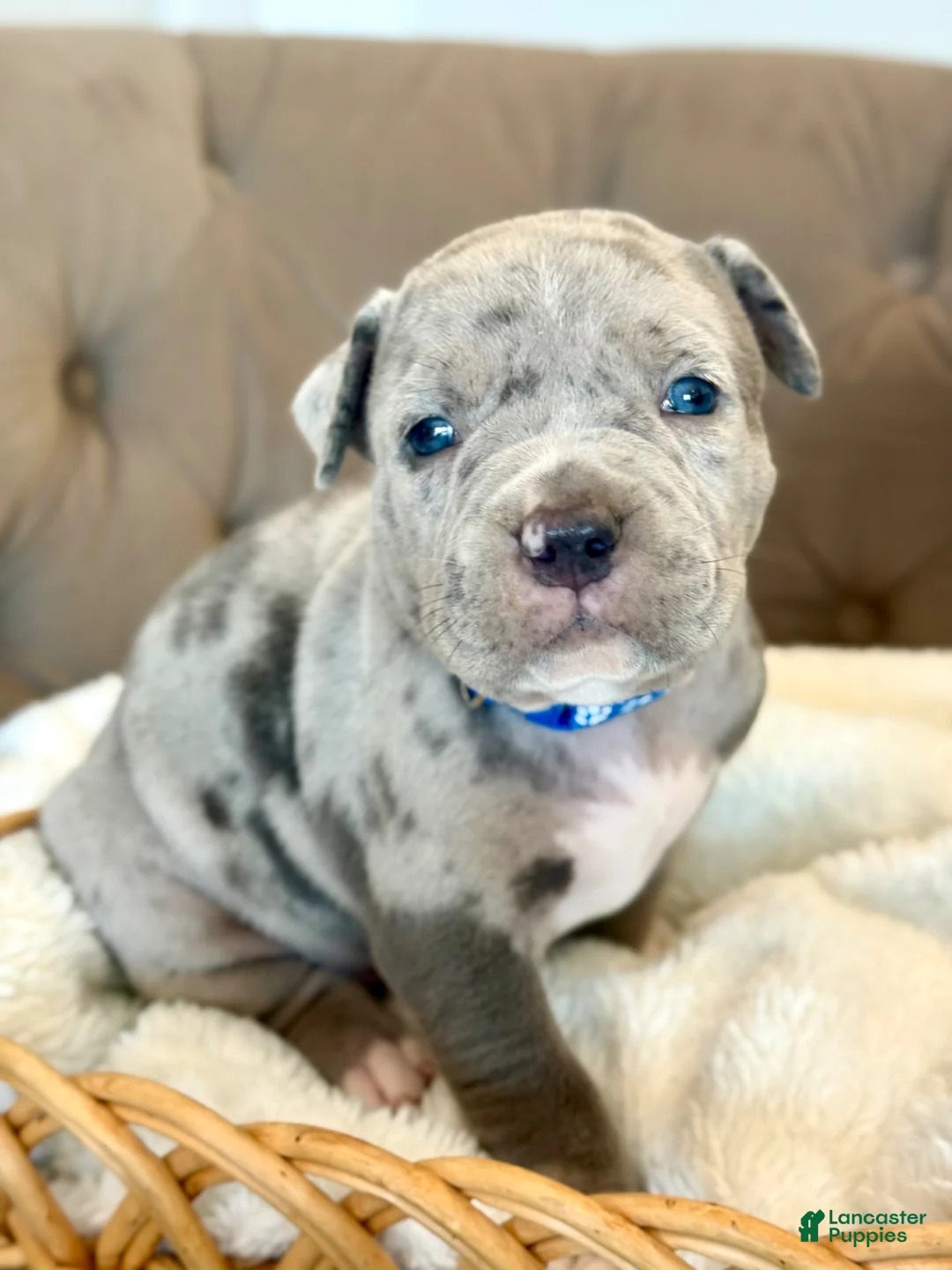 American Bully dogs for sale: Biggie - XL American Bully Puppy  - Ad 1