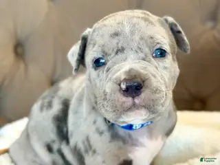 American Bully dogs Biggie - XL American Bully Puppy - Ad 27