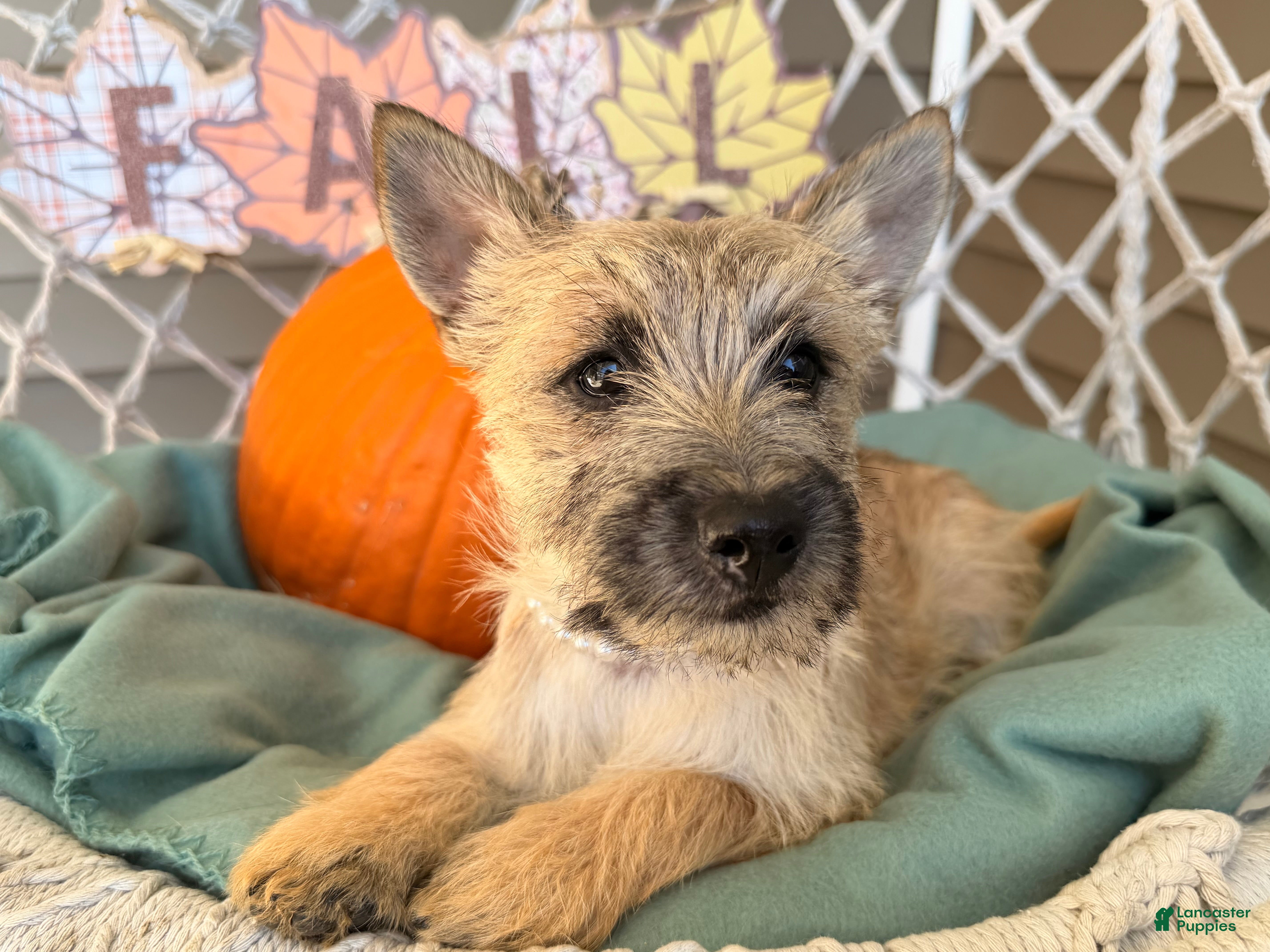 Cairn Terrier dogs Jenny - Ad 2