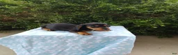 Miniature Dachshund dogs for sale: Jeffy - Ad 3