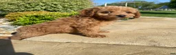 Cavapoo dogs for sale: Lucy - Ad 10