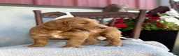 Goldendoodle dogs for sale: Chip - Ad 7