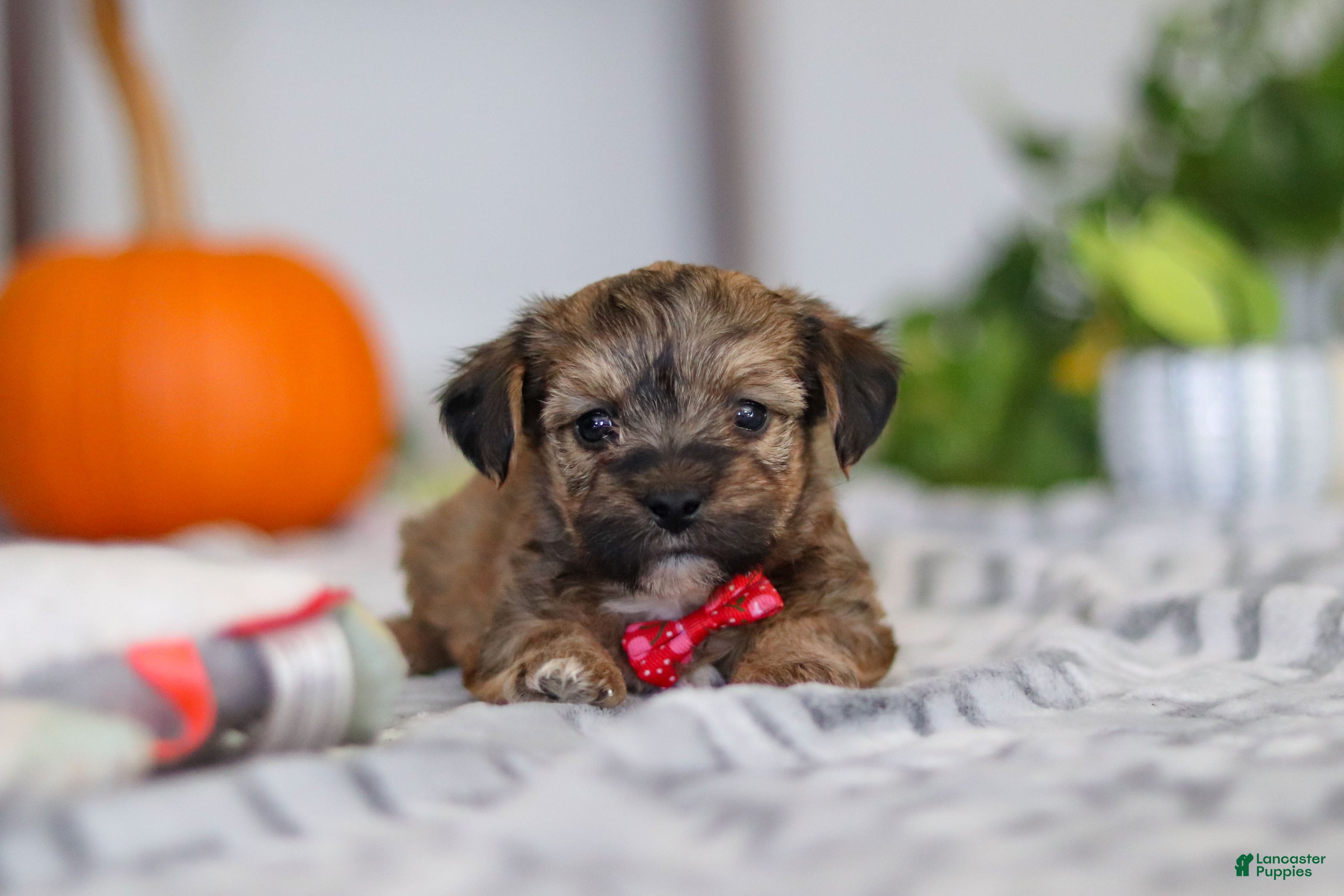 Yorkiepoo dogs Duke - Ad 33