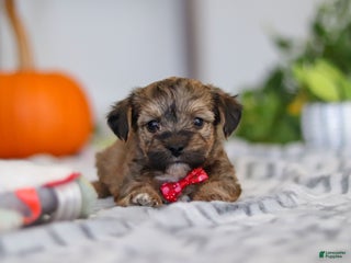 Yorkiepoo dogs Duke - Ad 29