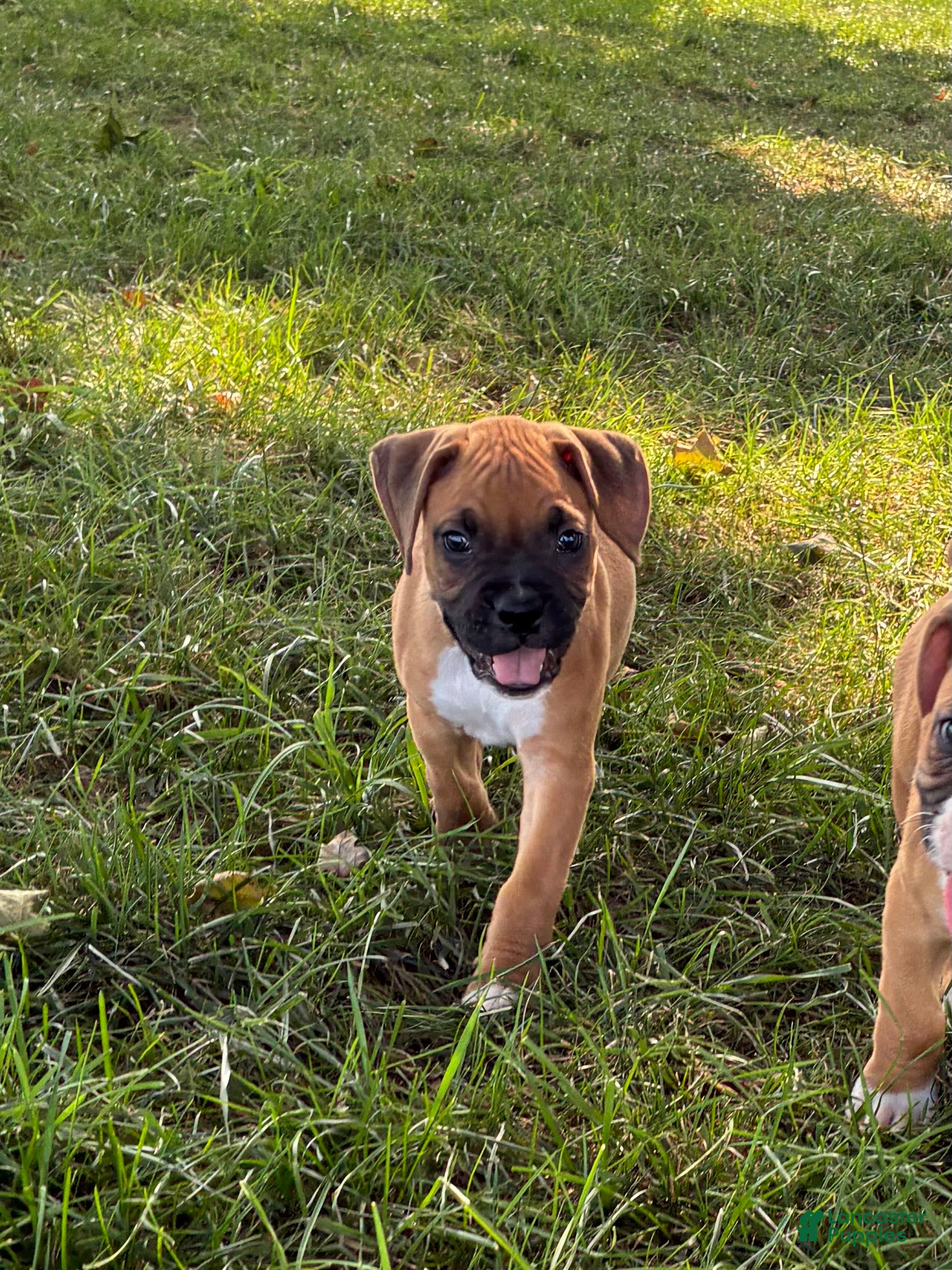 Boxer dogs Carter - Ad 1