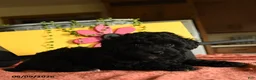 Miniature Poodle dogs for sale: Carol - Ad 3