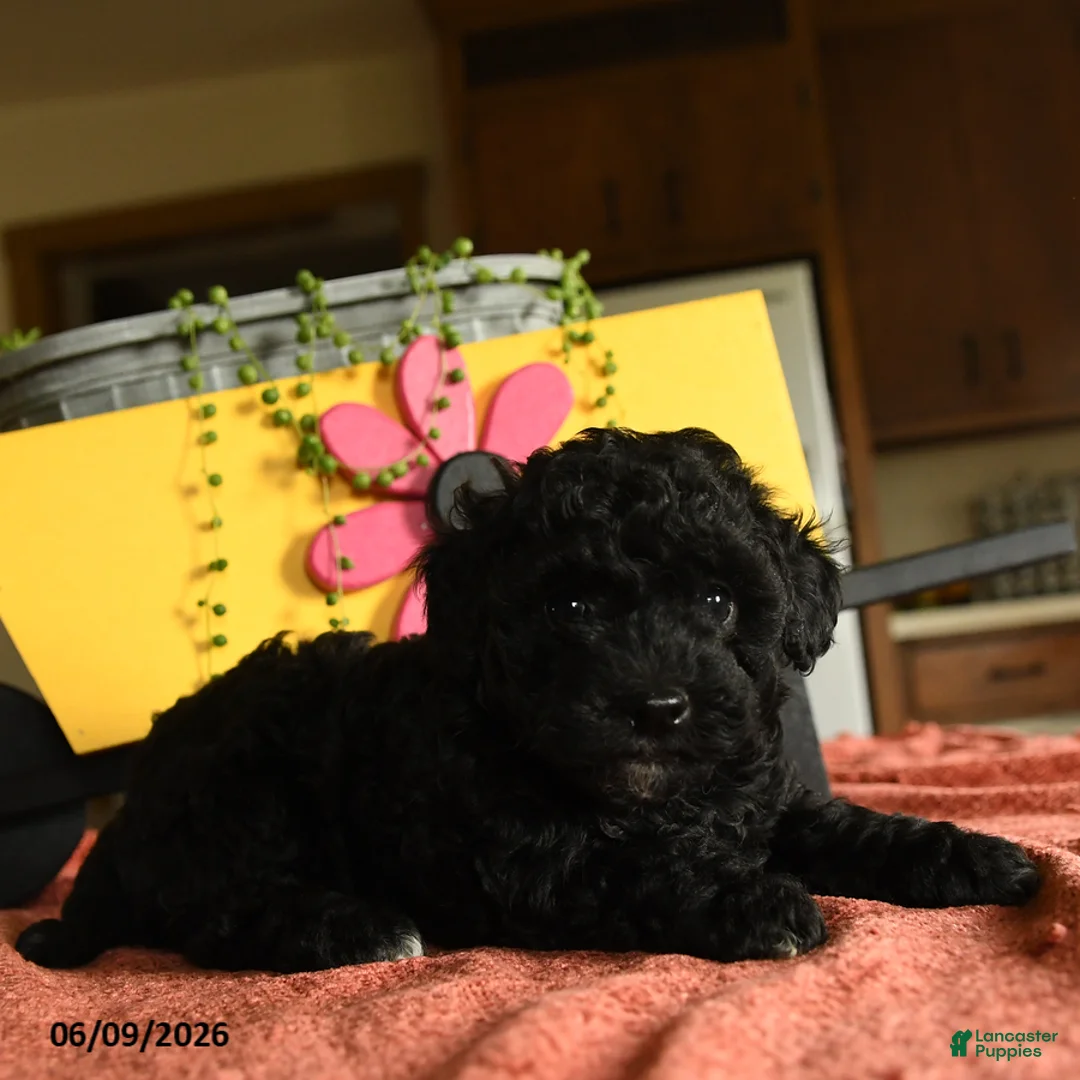 Miniature Poodle dogs for sale: Carol - Ad 3