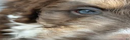 Aussiedoodle dogs for sale: Aussiedoodle 5 - Ad 7