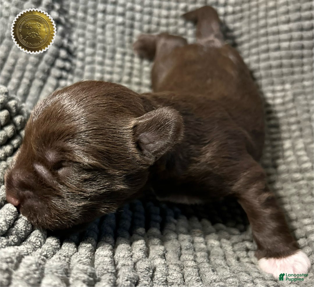 Miniature Schnauzer dogs for sale: Miniature Schnauzer Puppy 1 - Ad 3