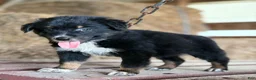 Australian Shepherd dogs for sale: River  - Ad 4