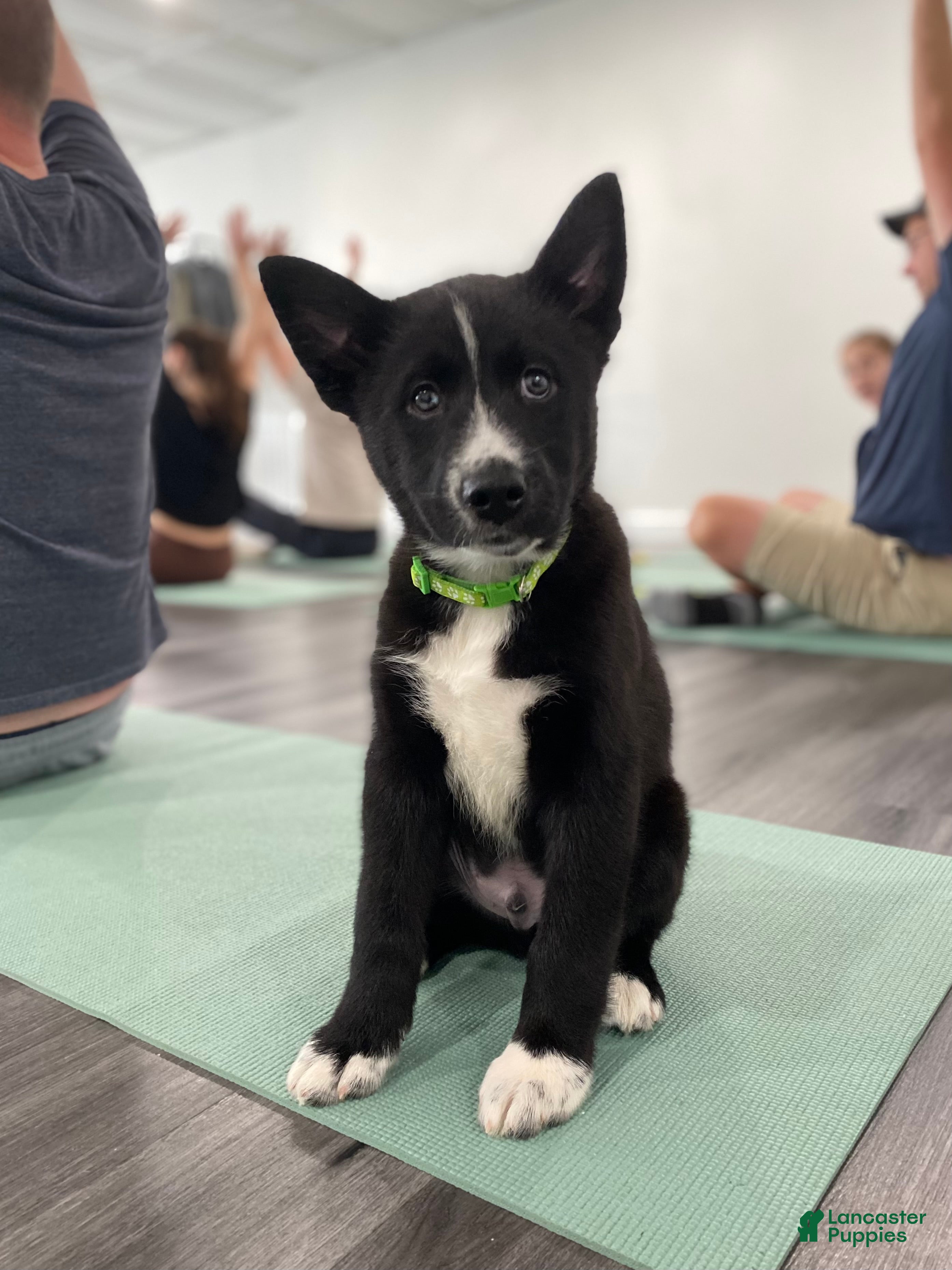 Mixed Breed dogs Shadow - Ad 7