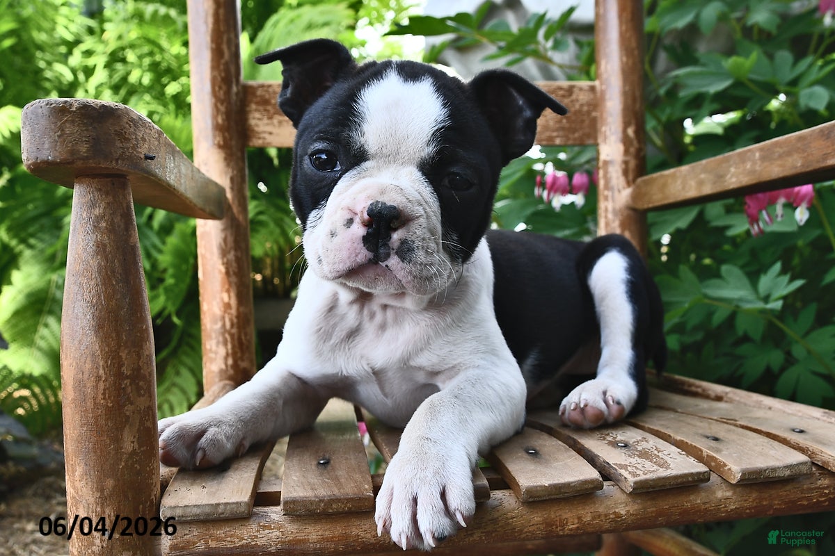 Boston Terrier dogs for sale: Daisy - Ad 4