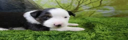 Miniature Australian Shepherd dogs for sale: Ellis - Ad 3