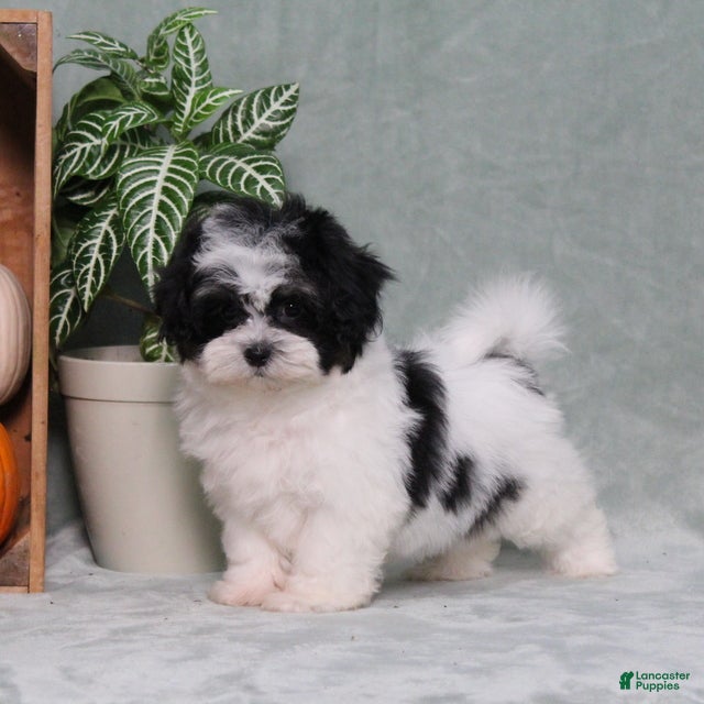 Teddy Bear dogs Yetta - Ad 1