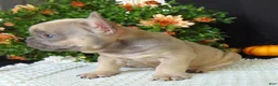 French Bulldog dogs for sale: Mitchell - Ad 10