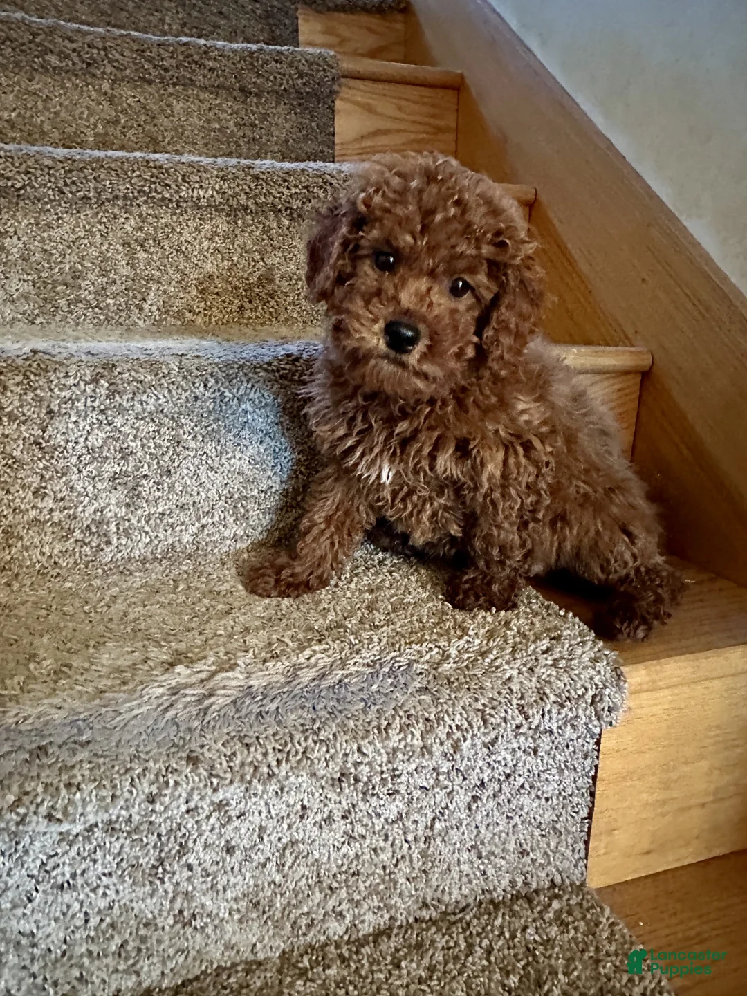 Miniature Labradoodle dogs for sale: Henry - Ad 2