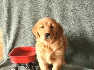 Golden Retriever dogs Koko - Ad 10