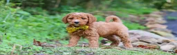 Mini Goldendoodle dogs for sale: Rocky - Ad 3