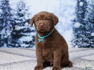 Labrador Retriever dogs Scout - Ad 41