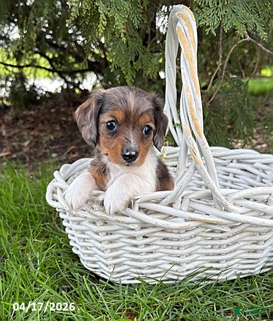 Dachshund dogs Wren - Ad 1