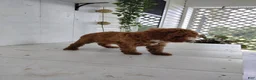 Toy Poodle dogs for sale: Lexi - Ad 6