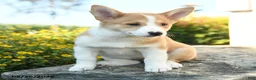 Welsh Corgi Pembroke dogs for sale: Genevieve - Ad 3