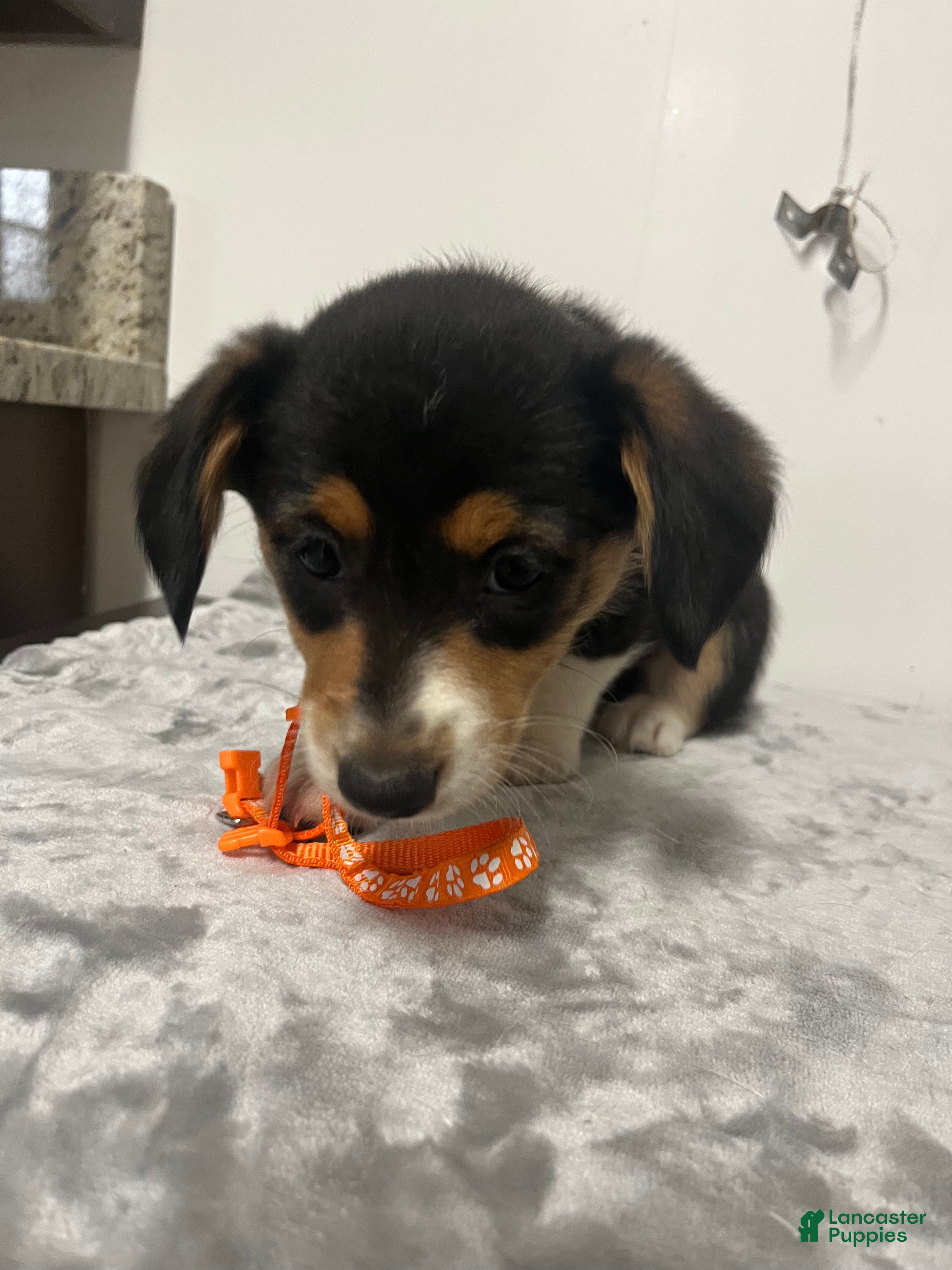 Mixed Breed dogs August  - Ad 2