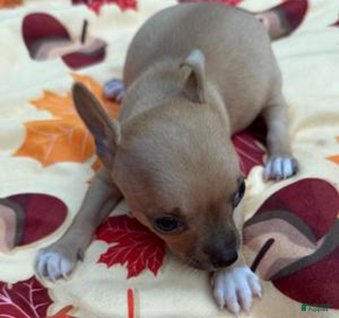 Chihuahua dogs for sale: Megan - Ad 2