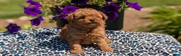 Toy Poodle dogs for sale: Max - Ad 5