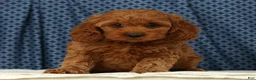 Cockapoo dogs for sale: Luna - Ad 4