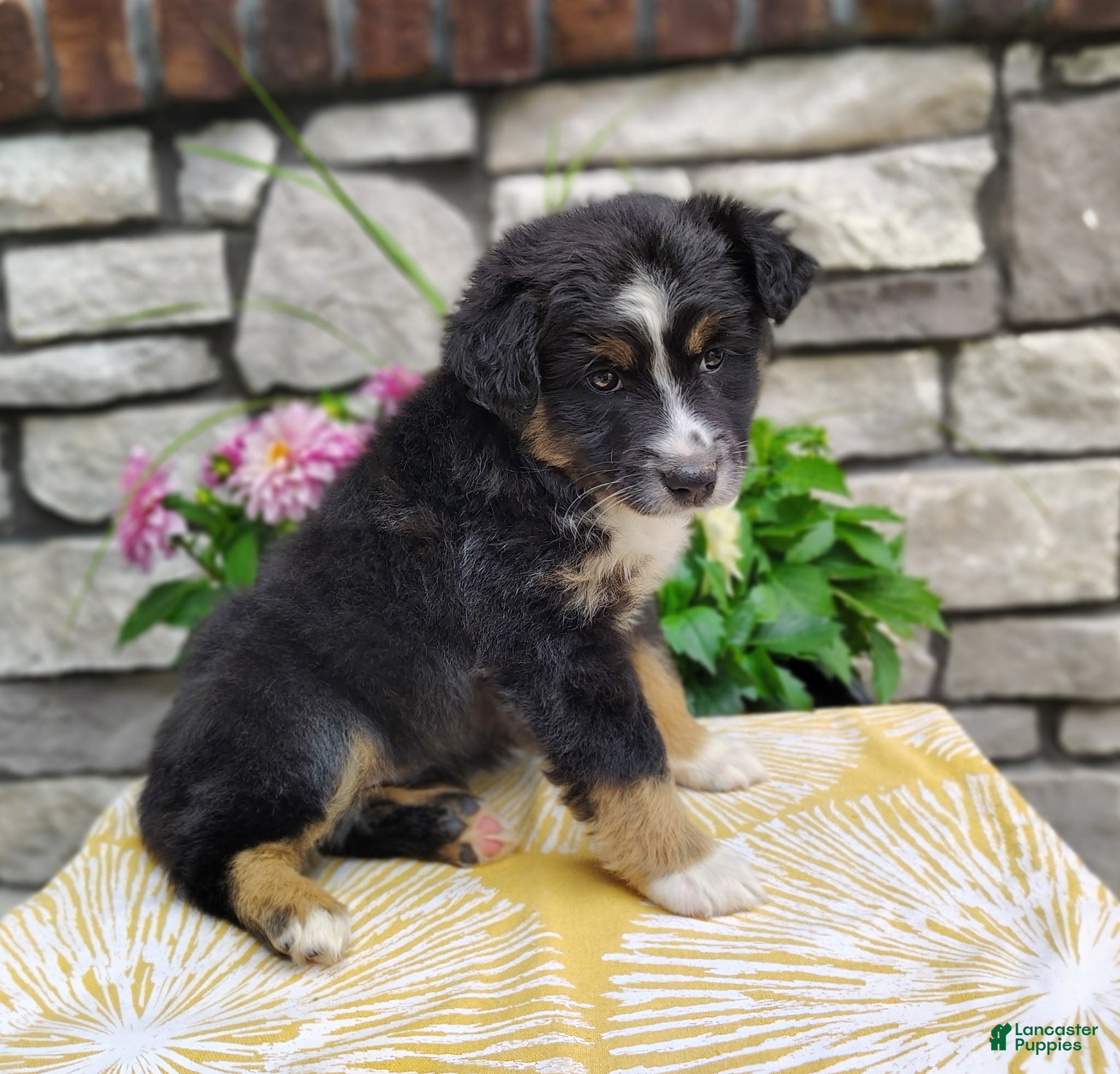 Miniature Australian Shepherd dogs Daisy  - Ad 2