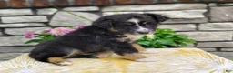 Miniature Australian Shepherd dogs for sale: Daisy  - Ad 2